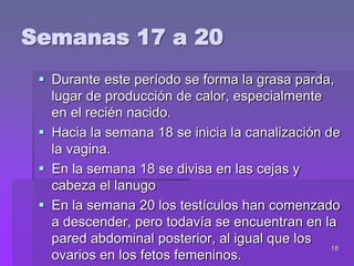 18
 Durante este período se forma la grasa parda,
lugar de producción de calor, especialmente
en el recién nacido.
 Hacia la semana 18 se inicia la canalización de
la vagina.
 En la semana 18 se divisa en las cejas y
cabeza el lanugo
 En la semana 20 los testículos han comenzado
a descender, pero todavía se encuentran en la
pared abdominal posterior, al igual que los
ovarios en los fetos femeninos.
Semanas 17 a 20
 