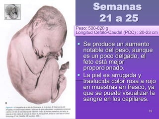 19
 Se produce un aumento
notable del peso, aunque
es un poco delgado, el
feto está mejor
proporcionado.
 La piel es arrugada y
traslucida color rosa a rojo
en muestras en fresco, ya
que se puede visualizar la
sangre en los capilares.
Peso: 500-820 g
Longitud Cefalo-Caudal (PCC) : 20-23 cm
Semanas
21 a 25
 