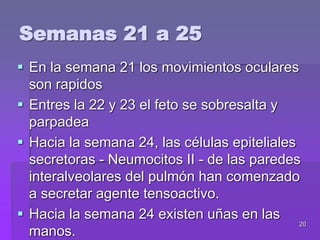 20
Semanas 21 a 25
 En la semana 21 los movimientos oculares
son rapidos
 Entres la 22 y 23 el feto se sobresalta y
parpadea
 Hacia la semana 24, las células epiteliales
secretoras - Neumocitos II - de las paredes
interalveolares del pulmón han comenzado
a secretar agente tensoactivo.
 Hacia la semana 24 existen uñas en las
manos.
 