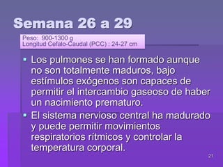 21
Semana 26 a 29
 Los pulmones se han formado aunque
no son totalmente maduros, bajo
estímulos exógenos son capaces de
permitir el intercambio gaseoso de haber
un nacimiento prematuro.
 El sistema nervioso central ha madurado
y puede permitir movimientos
respiratorios rítmicos y controlar la
temperatura corporal.
Peso: 900-1300 g
Longitud Cefalo-Caudal (PCC) : 24-27 cm
 