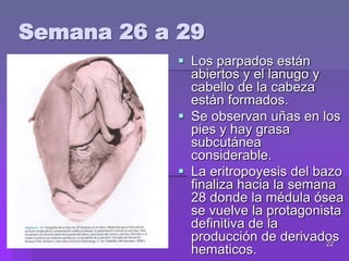 22
 Los parpados están
abiertos y el lanugo y
cabello de la cabeza
están formados.
 Se observan uñas en los
pies y hay grasa
subcutánea
considerable.
 La eritropoyesis del bazo
finaliza hacia la semana
28 donde la médula ósea
se vuelve la protagonista
definitiva de la
producción de derivados
hematicos.
Semana 26 a 29
 