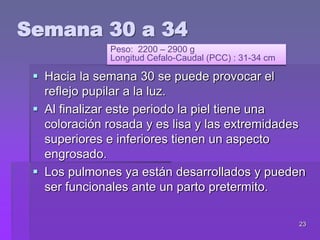 23
 Hacia la semana 30 se puede provocar el
reflejo pupilar a la luz.
 Al finalizar este periodo la piel tiene una
coloración rosada y es lisa y las extremidades
superiores e inferiores tienen un aspecto
engrosado.
 Los pulmones ya están desarrollados y pueden
ser funcionales ante un parto pretermito.
Semana 30 a 34
Peso: 2200 – 2900 g
Longitud Cefalo-Caudal (PCC) : 31-34 cm
 
