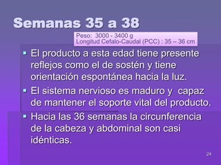 24
Semanas 35 a 38
 El producto a esta edad tiene presente
reflejos como el de sostén y tiene
orientación espontánea hacia la luz.
 El sistema nervioso es maduro y capaz
de mantener el soporte vital del producto.
 Hacia las 36 semanas la circunferencia
de la cabeza y abdominal son casi
idénticas.
Peso: 3000 - 3400 g
Longitud Cefalo-Caudal (PCC) : 35 – 36 cm
 