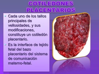  Cada uno de los tallos
principales de
vellosidades, y sus
modificaciones,
constituye un cotiledón
placentario.
 Es la interface de tejido
fetal del bazo
placentario del sistema
de comunicación
materno-fetal.
 