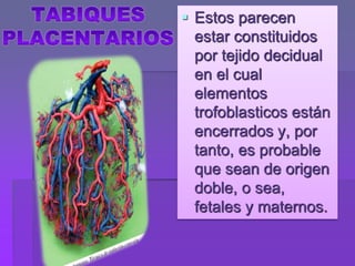  Estos parecen
estar constituidos
por tejido decidual
en el cual
elementos
trofoblasticos están
encerrados y, por
tanto, es probable
que sean de origen
doble, o sea,
fetales y maternos.
 