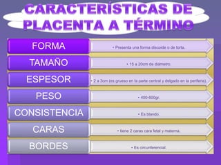 • Presenta una forma discoide o de torta.FORMA
• 15 a 20cm de diámetro.TAMAÑO
• 2 a 3cm (es grueso en la parte central y delgado en la periferia).ESPESOR
• 400-600gr.PESO
• Es blando.CONSISTENCIA
• tiene 2 caras cara fetal y materna.CARAS
• Es circunferencial.BORDES
 