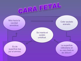 Mira hacia la
cavidad
amniótica.
Es de
superficie lisa
por el amnios.
Se inserta el
cordón
umbilical.
Color azulado
acerado.
La superficie
vellositaria en
su cara fetal es
de 300cm2.
 