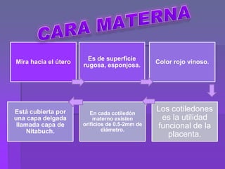 Mira hacia el útero
Es de superficie
rugosa, esponjosa.
Color rojo vinoso.
Está cubierta por
una capa delgada
llamada capa de
Nitabuch.
En cada cotiledón
materno existen
orificios de 0.5-2mm de
diámetro.
Los cotiledones
es la utilidad
funcional de la
placenta.
 