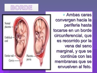  Ambas caras
convergen hacia la
periferia hasta
tocarse en un borde
circunferencial, que
es recorrido por la
vena del seno
marginal, y que se
continúa con las
membranas que se
envuelven al feto.
 