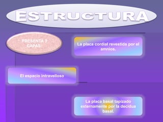 La placa cordial revestida por el
amnios.
El espacio intravelloso
La placa basal tapizado
externamente por la decidua
basal.
PRESENTA 3
CAPAS:
 