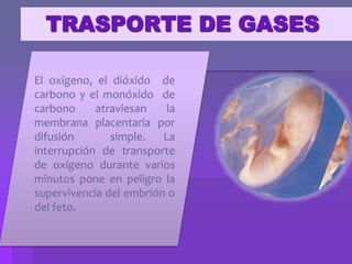 TRASPORTE DE GASES
El oxígeno, el dióxido de
carbono y el monóxido de
carbono atraviesan la
membrana placentaria por
difusión simple. La
interrupción de transporte
de oxígeno durante varios
minutos pone en peligro la
supervivencia del embrión o
del feto.
 