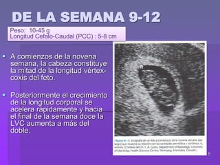 5
DE LA SEMANA 9-12
 A comienzos de la novena
semana, la cabeza constituye
la mitad de la longitud vértex-
coxis del feto.
 Posteriormente el crecimiento
de la longitud corporal se
acelera rápidamente y hacia
el final de la semana doce la
LVC aumenta a más del
doble.
Peso: 10-45 g
Longitud Cefalo-Caudal (PCC) : 5-8 cm
 
