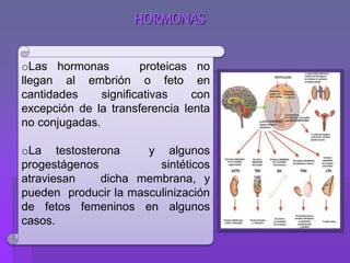 HORMONAS
oLas hormonas proteicas no
llegan al embrión o feto en
cantidades significativas con
excepción de la transferencia lenta
no conjugadas.
oLa testosterona y algunos
progestágenos sintéticos
atraviesan dicha membrana, y
pueden producir la masculinización
de fetos femeninos en algunos
casos.
 
