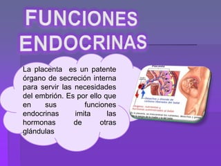 La placenta es un patente
órgano de secreción interna
para servir las necesidades
del embrión. Es por ello que
en sus funciones
endocrinas imita las
hormonas de otras
glándulas
 