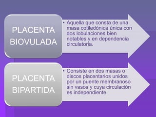 • Aquella que consta de una
masa cotiledónica única con
dos lobulaciones bien
notables y en dependencia
circulatoria.
PLACENTA
BIOVULADA
• Consiste en dos masas o
discos placentarios unidos
por un puente membranoso
sin vasos y cuya circulación
es independiente
PLACENTA
BIPARTIDA
 