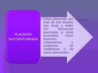 • Estas placentas con
mas de dos lóbulos
son raras y están
con frecuencia
asociadas a otras
anomalías como
inserción
velamentosa o
existencia de
cotiledones o de
vasos aberrantes.
PLACENTA
SUCCENTUREADA
 