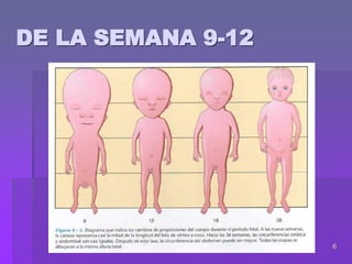 6
DE LA SEMANA 9-12
 