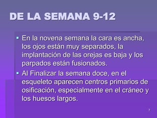 7
 En la novena semana la cara es ancha,
los ojos están muy separados, la
implantación de las orejas es baja y los
parpados están fusionados.
 Al Finalizar la semana doce, en el
esqueleto aparecen centros primarios de
osificación, especialmente en el cráneo y
los huesos largos.
DE LA SEMANA 9-12
 