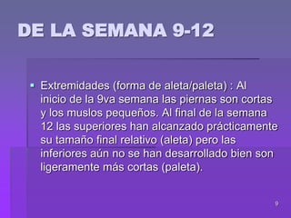 9
 Extremidades (forma de aleta/paleta) : Al
inicio de la 9va semana las piernas son cortas
y los muslos pequeños. Al final de la semana
12 las superiores han alcanzado prácticamente
su tamaño final relativo (aleta) pero las
inferiores aún no se han desarrollado bien son
ligeramente más cortas (paleta).
DE LA SEMANA 9-12
 