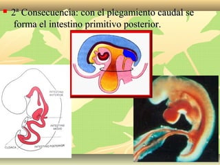  2ª Consecuencia: con el plegamiento caudal se2ª Consecuencia: con el plegamiento caudal se
forma el intestino primitivo posterior.forma el intestino primitivo posterior.
 