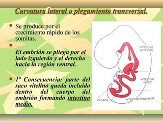 Curvatura lateral o plegamiento transversal.Curvatura lateral o plegamiento transversal.
 Se produce por elSe produce por el
crecimiento rápido de loscrecimiento rápido de los
somitas.somitas.

El embrión se pliega por el
lado izquierdo y el derecho
hacia la región ventral.
 1ª Consecuencia: parte del
saco vitelino queda incluido
dentro del cuerpo del
embrión formando intestino
medio.
 