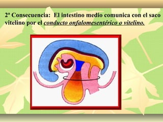2ª Consecuencia: El intestino medio comunica con el saco
vitelino por el conducto onfalomesentérico o vitelino.
 