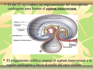 El día 22 se produce un engrosamiento del mesodermoEl día 22 se produce un engrosamiento del mesodermo
cardiogeno para formar elcardiogeno para formar el septum transversum.
 El plegamiento cefálico empuja el septum transversum a laEl plegamiento cefálico empuja el septum transversum a la
región cardiogena y hacia el cuello del saco vitelino.región cardiogena y hacia el cuello del saco vitelino.
 