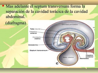  Mas adelante el septum transversum forma laMas adelante el septum transversum forma la
separación de la cavidad torácica de la cavidadseparación de la cavidad torácica de la cavidad
abdominal.abdominal.
(diafragma)(diafragma)
 