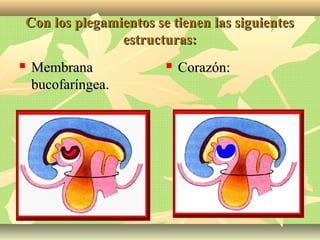 Con los plegamientos se tienen las siguientesCon los plegamientos se tienen las siguientes
estructuras:estructuras:
 MembranaMembrana
bucofaríngea.bucofaríngea.
 Corazón:Corazón:
 