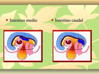  Intestino medioIntestino medio  Intestino caudalIntestino caudal
 