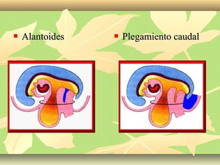  AlantoidesAlantoides  Plegamiento caudalPlegamiento caudal
 