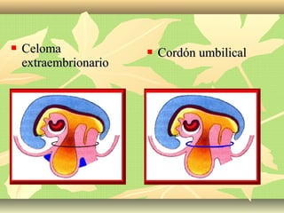  CelomaCeloma
extraembrionarioextraembrionario
 Cordón umbilicalCordón umbilical
 