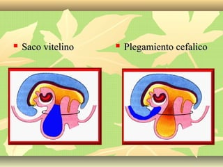  Saco vitelinoSaco vitelino  Plegamiento cefalicoPlegamiento cefalico
 