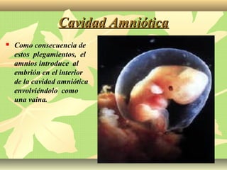 Cavidad AmnióticaCavidad Amniótica
 Como consecuencia de
estos plegamientos, el
amnios introduce al
embrión en el interior
de la cavidad amniótica
envolviéndolo como
una vaina.
 