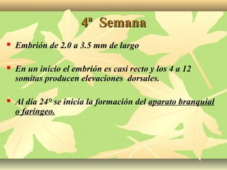 4ª Semana4ª Semana
 Embrión de 2.0 a 3.5 mm de largo
 En un inicio el embrión es casi recto y los 4 a 12
somitas producen elevaciones dorsales.
 Al día 24° se inicia la formación del aparato branquial
o faríngeo.
 
