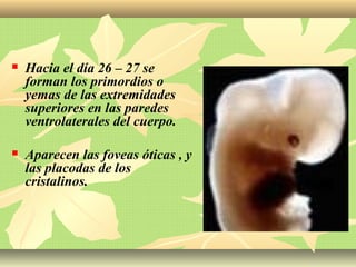  Hacia el día 26 – 27 se
forman los primordios o
yemas de las extremidades
superiores en las paredes
ventrolaterales del cuerpo.
 Aparecen las foveas óticas , y
las placodas de los
cristalinos.
 