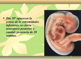  Día 28° aparecen la
yemas de la extremidades
inferiores, se cierra
neuroporo posterior o
caudal; presencia de 28
somitas.
 