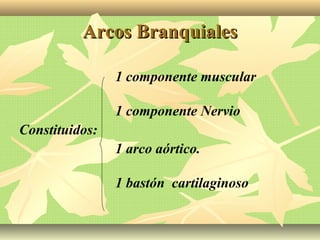 Arcos BranquialesArcos Branquiales
1 componente muscular
1 componente Nervio
Constituidos:
1 arco aórtico.
1 bastón cartilaginoso
 
