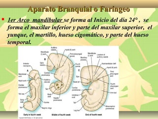 Aparato Branquial o FaríngeoAparato Branquial o Faríngeo
 1er Arco mandibular se forma al Inicio del día 24° , se
forma el maxilar inferior y parte del maxilar superior, el
yunque, el martillo, hueso cigomático, y parte del hueso
temporal.
 