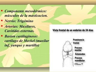  Componente mesodérmico:
músculos de la masticacion.
 Nervio: Trigémino
 Arterias: Maxilares,
Carótidas externas.
 Baston cartilaginoso:
cartílago de Meckel (maxilar
inf, yunque y martillo)
 