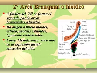 2° Arco Branquial o hioideo2° Arco Branquial o hioideo
 A finales del 24° se forma el
segundo par de arcos
branquiales o hioideo.
 Da origen a hueso hioides,
estribo, apofisis estiloides,
ligamento estilohioideo.
 Comp. Mesodermico: músculos
de la expresión facial,
músculos del oído.
 