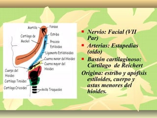  Nervio: Facial (VII
Par)
 Arterias: Estapedias
(oído)
 Bastón cartilaginoso:
Cartílago de Reichert
Origina: estribo y apófisis
estiloides, cuerpo y
astas menores del
hioides.
 