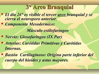 3° Arco Branquial3° Arco Branquial
 El día 26° es visible el tercer arco branquial y se
cierra el neuroporo anterior.
 Componente Mesodermico:
Músculo estilofaríngeo
 Nervio: Glosofaríngeo (IX Par)
 Arterias: Carótidas Primitivas y Carótidas
Internas.
 Bastón Cartilaginoso: Origina parte inferior del
cuerpo del hioides y astas mayores.
 