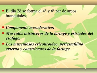  El día 28 se forma el 4° y 6º par de arcosEl día 28 se forma el 4° y 6º par de arcos
branquiales.branquiales.
 Componente mesodermico:
 Músculos intrínsecos de la laringe y estriados del
esófago.
 Los musculosos cricotiroideo, periestafilino
externo y constrictores de la faringe.
 