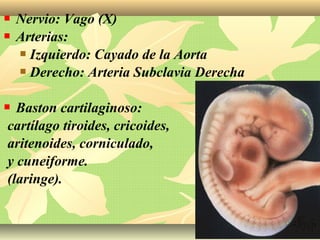  Nervio: Vago (X)
 Arterias:
 Izquierdo: Cayado de la Aorta
 Derecho: Arteria Subclavia Derecha
 Baston cartilaginoso:
cartílago tiroides, cricoides,
aritenoides, corniculado,
y cuneiforme.
(laringe).
 