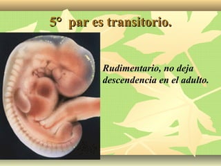 5° par es transitorio.5° par es transitorio.
 Rudimentario, no deja
descendencia en el adulto.
 