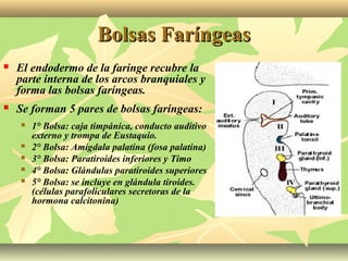 Bolsas FaríngeasBolsas Faríngeas
 El endodermo de la faringe recubre la
parte interna de los arcos branquiales y
forma las bolsas faríngeas.
 Se forman 5 pares de bolsas faríngeas:
 1° Bolsa: caja timpánica, conducto auditivo
externo y trompa de Eustaquio.
 2° Bolsa: Amígdala palatina (fosa palatina)
 3° Bolsa: Paratiroides inferiores y Timo
 4° Bolsa: Glándulas paratiroides superiores
 5° Bolsa: se incluye en glándula tiroides.
(células parafoliculares secretoras de la
hormona calcitonina)
 