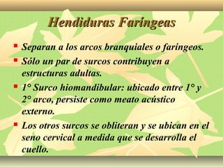 Hendiduras FaríngeasHendiduras Faríngeas
 Separan a los arcos branquiales o faríngeos.
 Sólo un par de surcos contribuyen a
estructuras adultas.
 1° Surco hiomandibular: ubicado entre 1° y
2° arco, persiste como meato acústico
externo.
 Los otros surcos se obliteran y se ubican en el
seno cervical a medida que se desarrolla el
cuello.
 