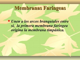 Membranas FaríngeasMembranas Faríngeas
 Unen a los arcos branquiales entre
sí, la primera membrana faríngea
origina la membrana timpánica.
 