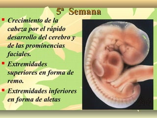 5ª Semana5ª Semana
 Crecimiento de la
cabeza por el rápido
desarrollo del cerebro y
de las prominencias
faciales.
 Extremidades
superiores en forma de
remo.
 Extremidades inferiores
en forma de aletas
 